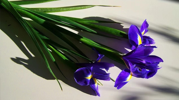 齐齐哈尔石灰批发 - 二灰碎白灰厂家直供报价