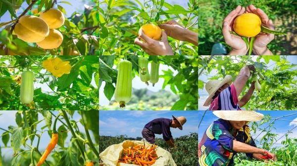 熟石灰安全防护与储存管理技术规范-石灰价格