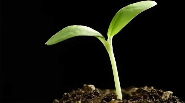 熟石灰对有机废物堆肥过程的优化与环境改善