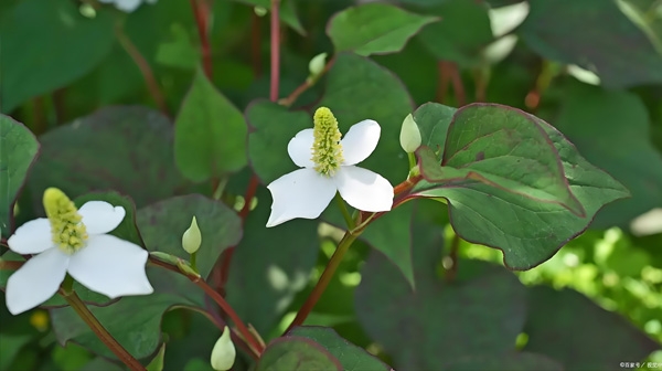 生石灰在船舶压载水处理中的生物灭活技术